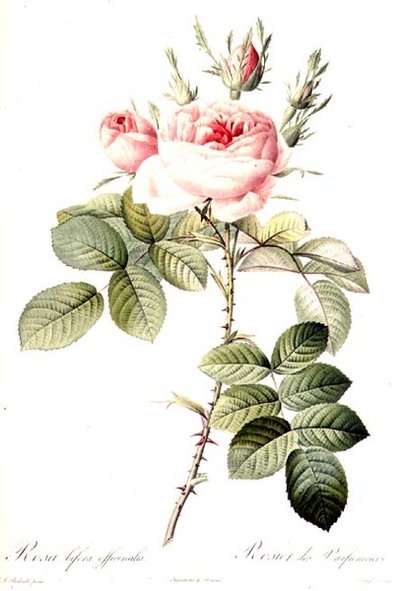 Rosa Bifera Officinalis, inciso da Langlois, pubblicato da Remond (incisione colorata) da Pierre Joseph (after) Redoute