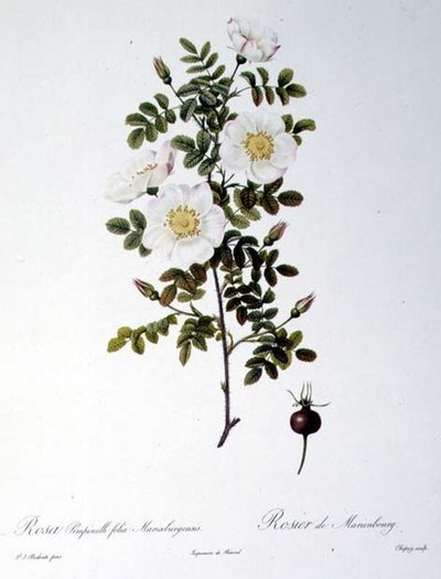 Rosa Pimpinellifolia Mariaeburgensis, inciso da Chapuy, da 