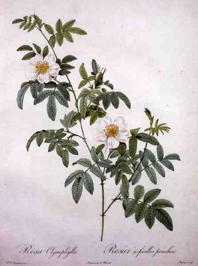 Rosa clynophylla, inciso da Chapuy, da 