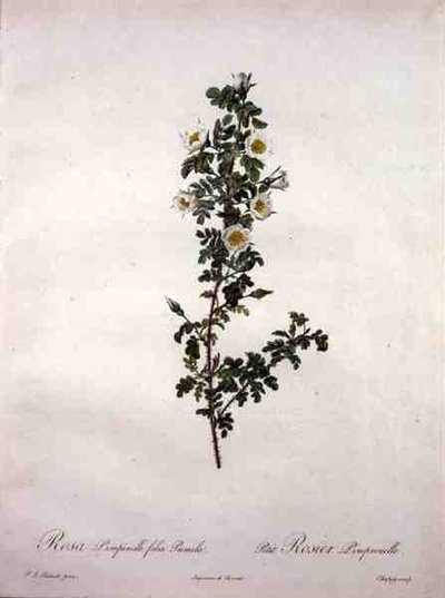 Rosa pimpinelli folia pumila (rosa scozzese nana), incisa da Chapuy, da 