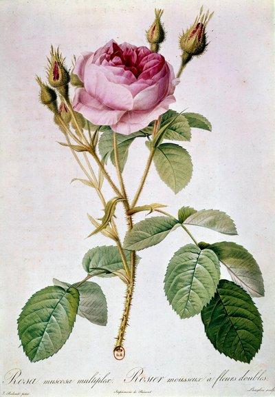 Rosa. Tavola di Pierre Joseph Redoute (1759-1840) 1817. Parigi, B.N. da Pierre Joseph (after) Redoute