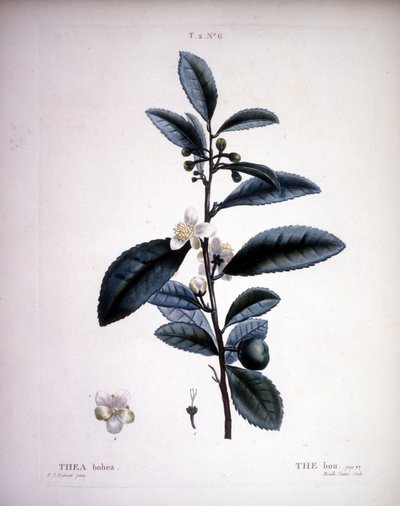 Thea Bohea - Il Bou di Redoute. - in 