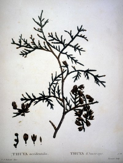 Thuya occidentalis o Thuya d