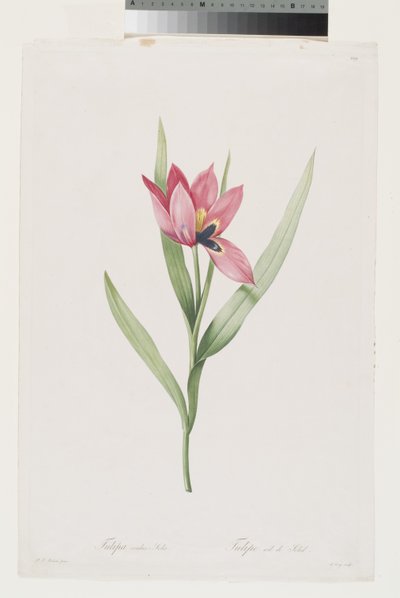 Tulipano Occhio di Sole da Pierre Joseph (after) Redoute