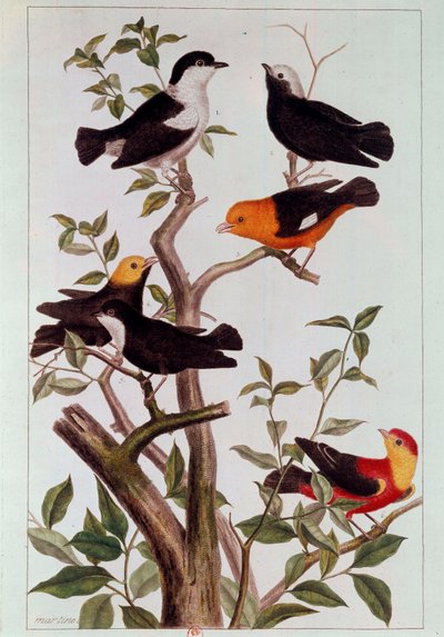 Uccelli sui rami da Pierre Joseph Buchoz