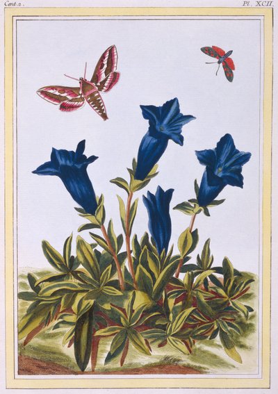 Fiore di tromba genziana blu, pub. 1776 da Pierre Joseph Buchoz