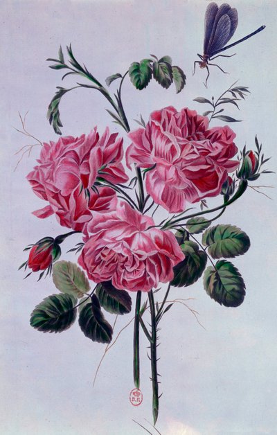 Bouquet di peonie litografia di Pierre Joseph da Pierre Joseph Buchoz