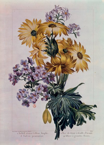 Bouquet di girasoli e altri fiori. Girasole perenne con fiore singolo, becco di gru con foglia di acanto e astro con grandi fiori. Litografia di Pierre Joseph (1731-1807) XVIII secolo da Pierre Joseph Buchoz