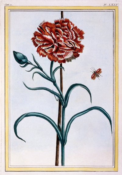 Garofano, pub. 1776 da Pierre Joseph Buchoz