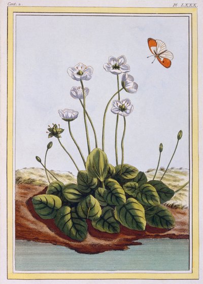 Erba di Parnassus da Pierre Joseph Buchoz