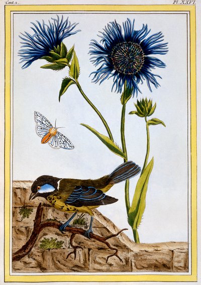 Fiordaliso, pub. 1776 da Pierre Joseph Buchoz