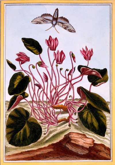 Ciclamino, pub. 1776 da Pierre Joseph Buchoz