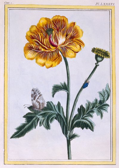Ranuncolo strisciante doppio Ranunculus repens Var: Pleniflorus da Pierre Joseph Buchoz