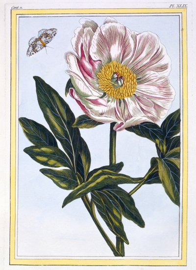 Peonia comune color carne, pub. 1776 da Pierre Joseph Buchoz