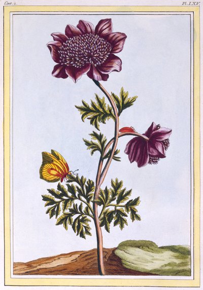 Anemone del giardino da Pierre Joseph Buchoz