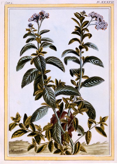 Eliotropio o ciliegia, c.1766 da Pierre Joseph Buchoz