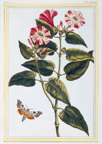 La Belle de Nuit Morning Glory, pub. 1776 da Pierre Joseph Buchoz