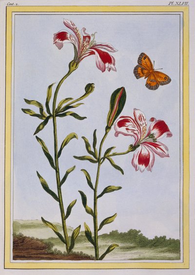 La Fleur Tachete des Incas Giglio peruviano, pub. 1776 da Pierre Joseph Buchoz