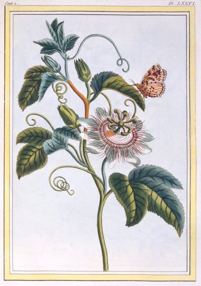 La Grenadille ou Le Maracot da Pierre Joseph Buchoz