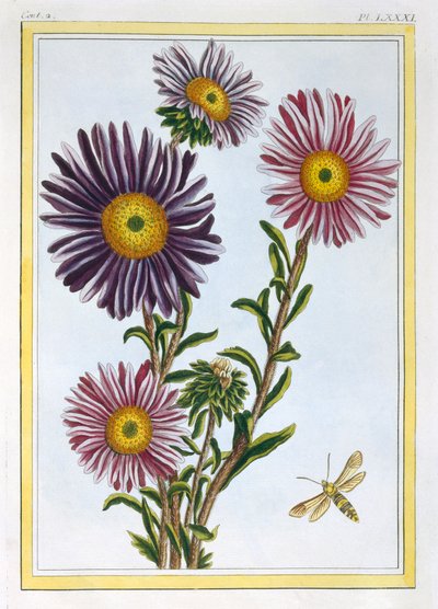 La Regina Margherita Aster, pub. 1776 da Pierre Joseph Buchoz