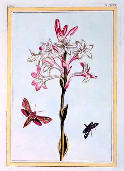 La Tuberose, pub. 1776 da Pierre Joseph Buchoz