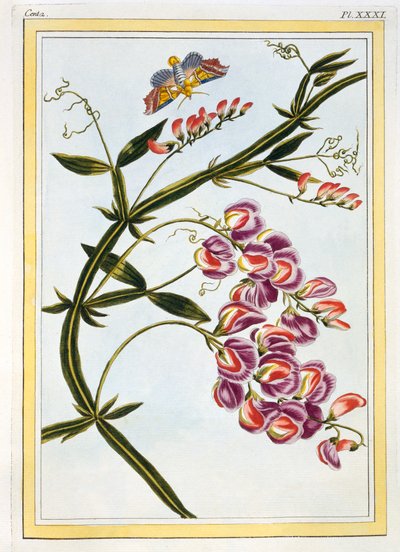 Le Grand Lathyre Everlasting Sweet Pea, pub. 1776 da Pierre Joseph Buchoz