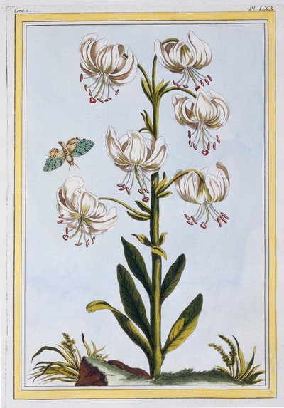 Le Martagan Blanc da Pierre Joseph Buchoz
