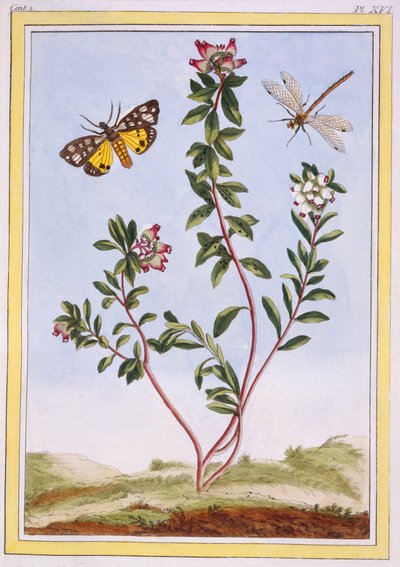 Le Petit arbousier des Aples Erica delle montagne, pub. 1776 da Pierre Joseph Buchoz