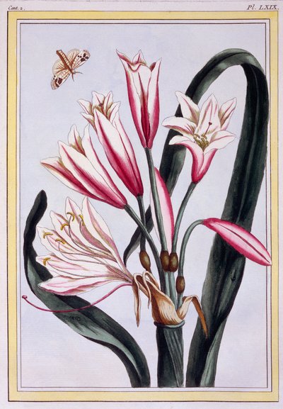 Amarillide a Foglia Lunga, pub. 1776 da Pierre Joseph Buchoz