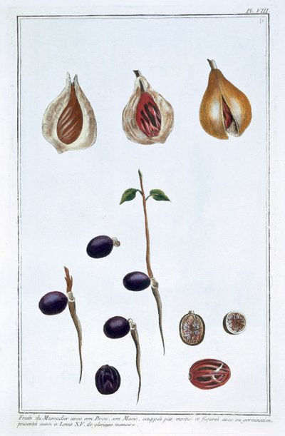 Noce moscata, c1751-1807 da Pierre Joseph Buchoz