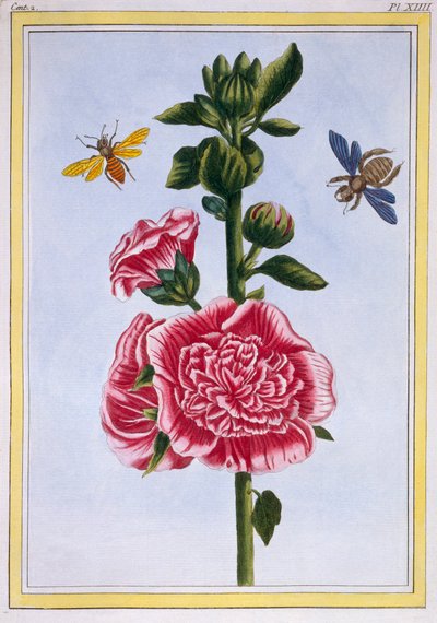 Passerose Alcea, pub. 1776 da Pierre Joseph Buchoz