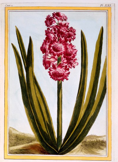 Rosso reale da Pierre Joseph Buchoz