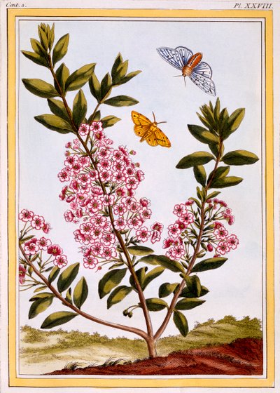 Alloro delle pecore Kalmia augustifolia, pub. 1776 da Pierre Joseph Buchoz