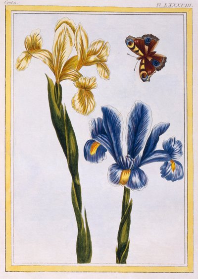 Iris gialli e viola da Pierre Joseph Buchoz