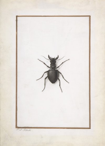 Un cervo volante da Pierre Joseph Redouté