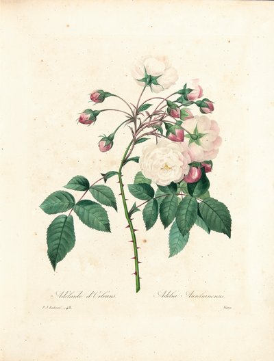Rosa Adelaide d