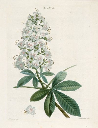 Aesculus Hippocastorum, ippocastano, c. 1800-1830 da Pierre Joseph Redouté