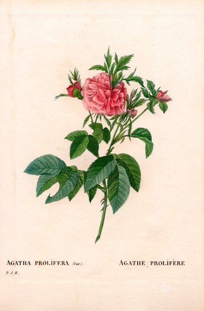 Rosa Agatha prolifera, varietà di Rosa gallica. Incisione a puntasecca colorata a mano da Les Roses di Pierre Joseph Redouté, Parigi da Pierre Joseph Redouté