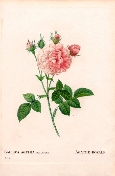 Rosa Agathe Royale, Rosa gallica varietà. Incisione a puntasecca colorata a mano da 