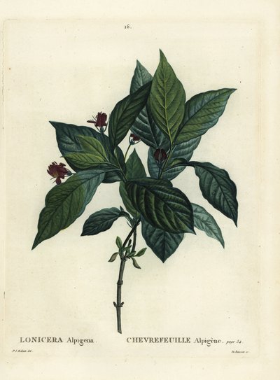 Caprifoglio alpino, Lonicera alpigena. Incisione a puntasecca colorata a mano da Du Ruisseau da un