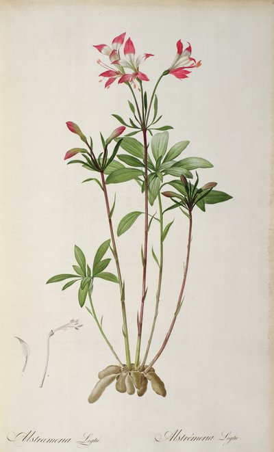 Alstraemeria Ligtu, da 