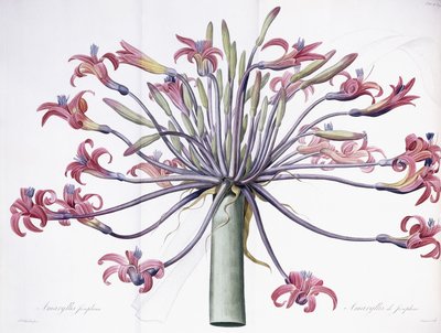 Amaryllis Josephina, 1802-1816 da Pierre Joseph Redouté