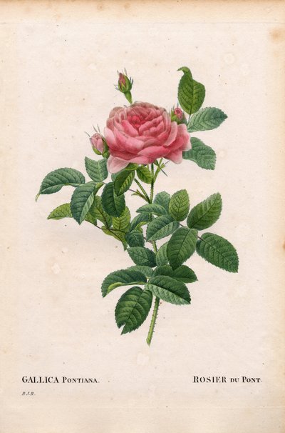 Rosa di André Du Pont, varietà Rosa gallica. Incisione a puntasecca colorata a mano da “Les Roses” di Pierre Joseph Redoute, Parigi da Pierre Joseph Redouté