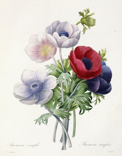 Anenome semplice, da "Choix des Plus Belles Fleurs et des Plus Beaux Fruits" di Pierre Joseph Redoute da Pierre Joseph Redouté