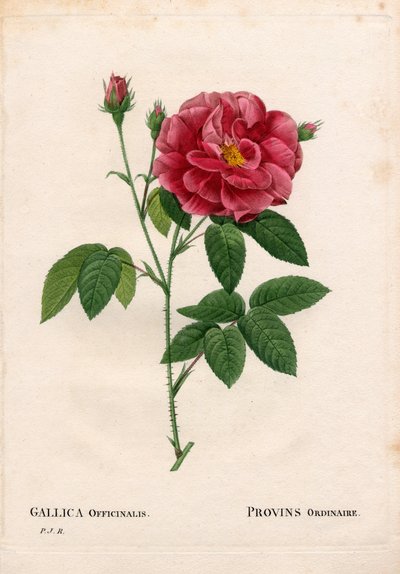 Rosa gallica var. officinalis, Rosa di Provins ordinaria. Incisione a puntasecca colorata a mano da “Les Roses” di Pierre Joseph Redoute, Parigi da Pierre Joseph Redouté