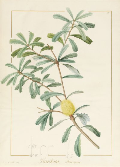 Banksia Marcescens, 1813 da Pierre Joseph Redouté