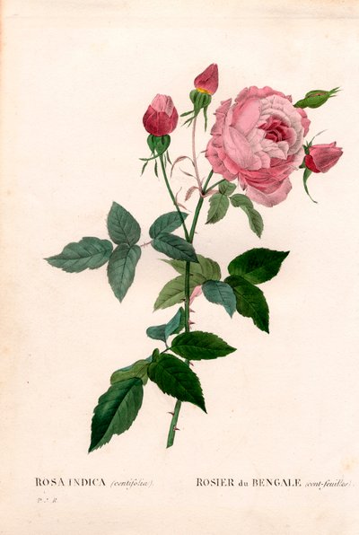 Rosa del Bengala a cento petali da Pierre Joseph Redouté