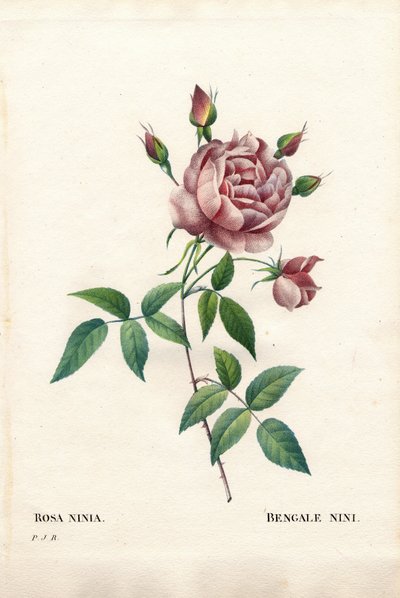 Rosa Bengalina, Rosa indica ninia. Incisione a puntasecca colorata a mano da “Les Roses” di Pierre Joseph Redoute, Parigi da Pierre Joseph Redouté