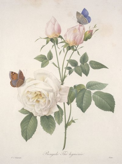 Bengale Thé hyménée, da Choix Des Plus Belle Fleurs et des Plus Beaux Fruits, 1827 (incisione a puntasecca colorata a mano) da Pierre Joseph Redouté