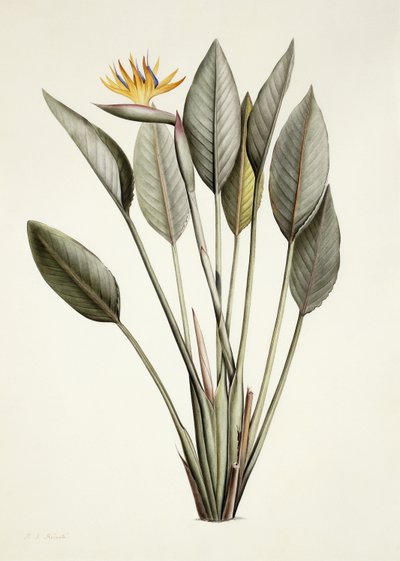 Uccello del paradiso da Pierre Joseph Redouté